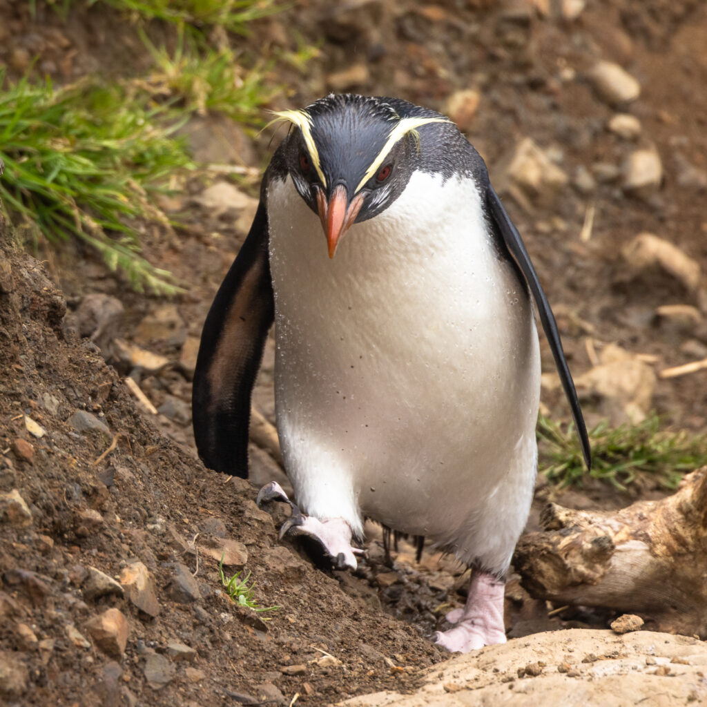 fjordpingvin