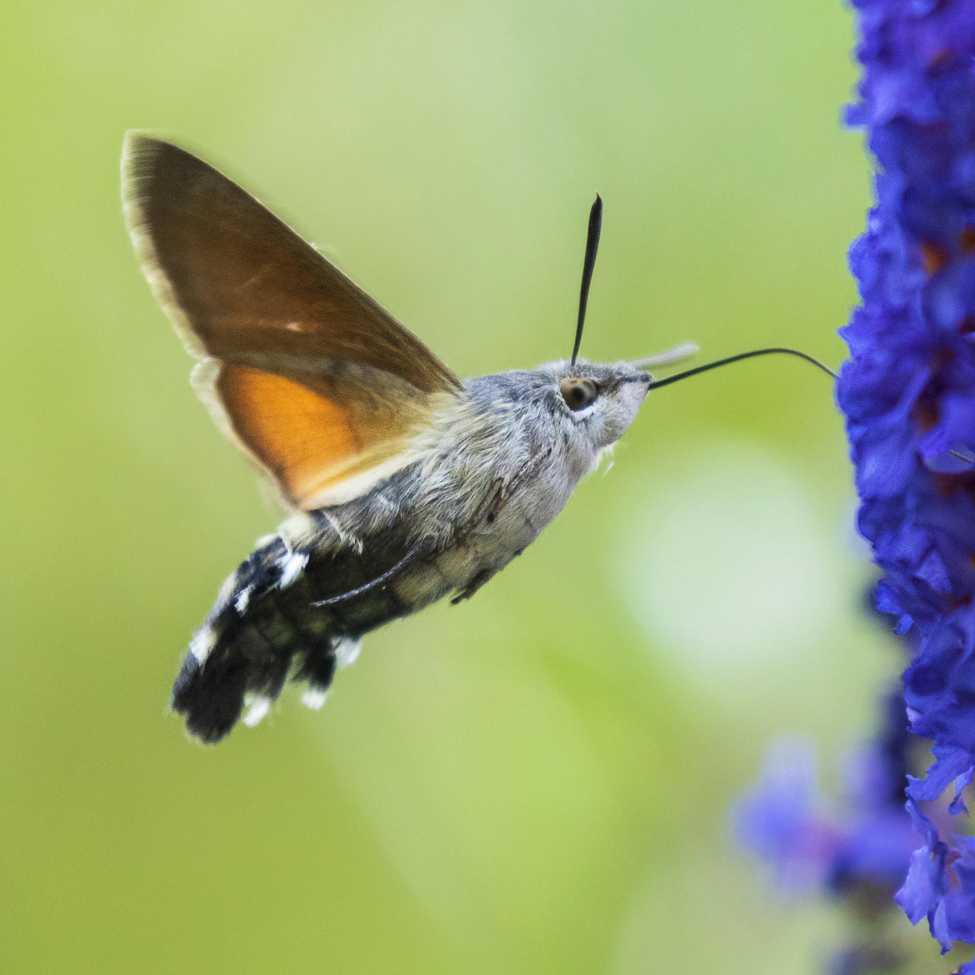 Större dagsvärmare på budleja, fjärilsbuske
