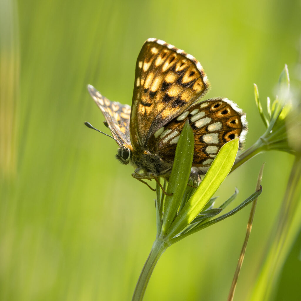 Gullvivefjäril på Ostmossen i Östergötland