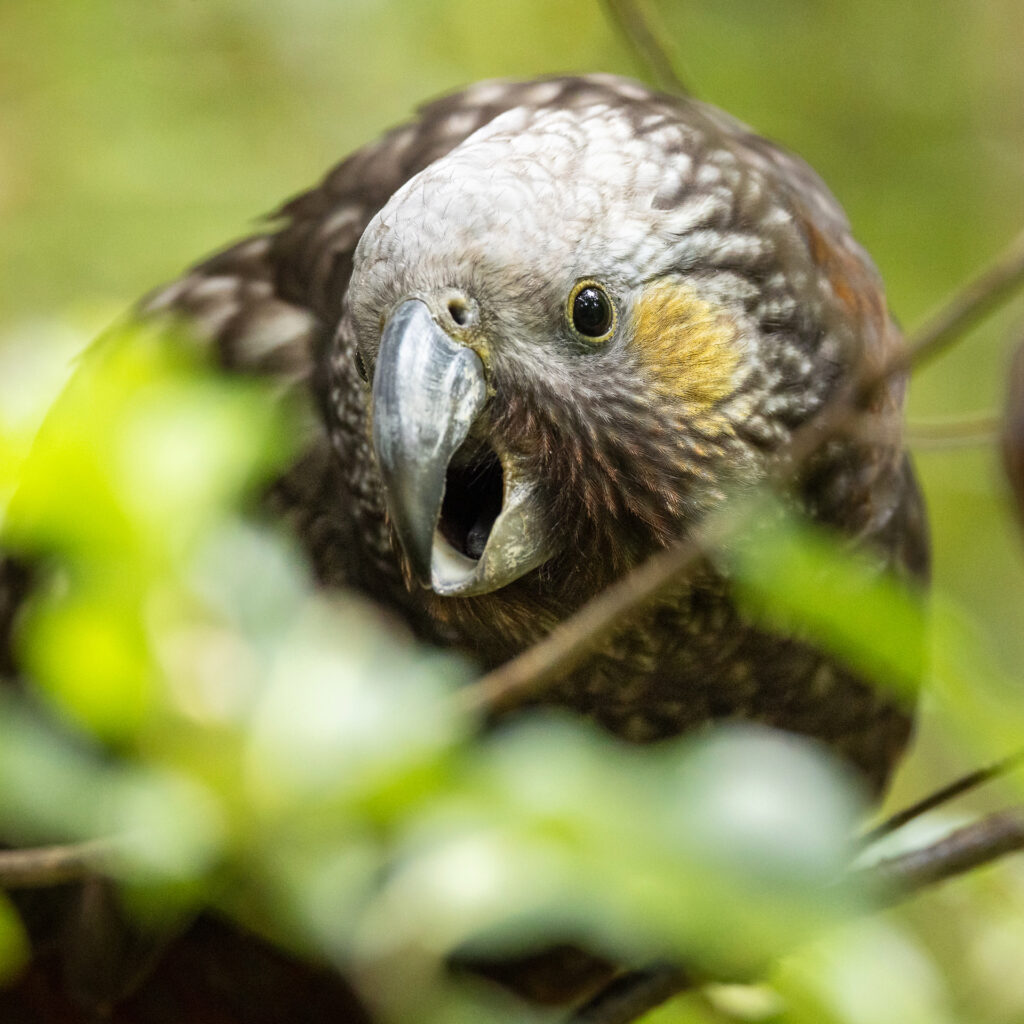 Papegoja, kaka, Nya Zeeland